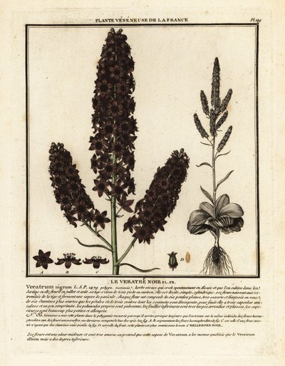 Sort falsk hellebore, Veratrum nigrum. af Unbekannter Künstler