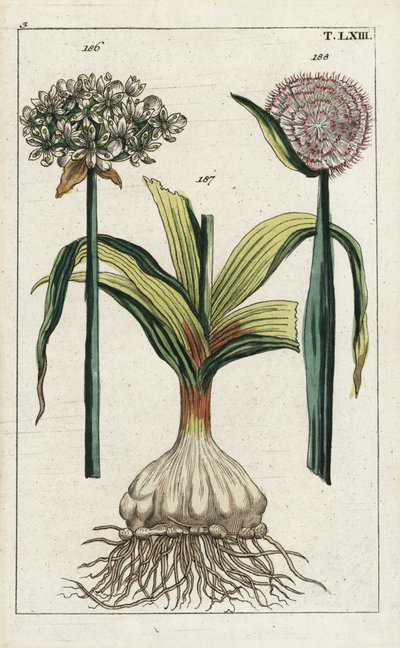 Sort hvidløg (black garlic), Allium nigrum 186, og løg, Allium cepa, løg 187 og blomst 188. Håndkoloreret kobberstik af en botanisk illustration fra G. T. Wilhelms "Unterhaltungen aus der Naturgeschichte" (Encyclopedia of Natural History). af Unbekannter Künstler