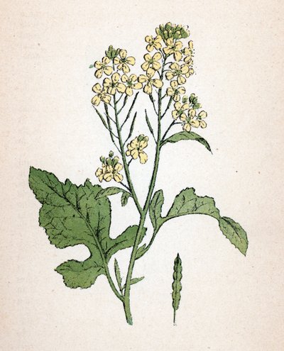 Sort sennep (seneve noir) (Brassica nigra) (sort sennep) Botanisk planche fra "Atlas colorie des plantes medicinales" af Paul Hariot af Unbekannter Künstler