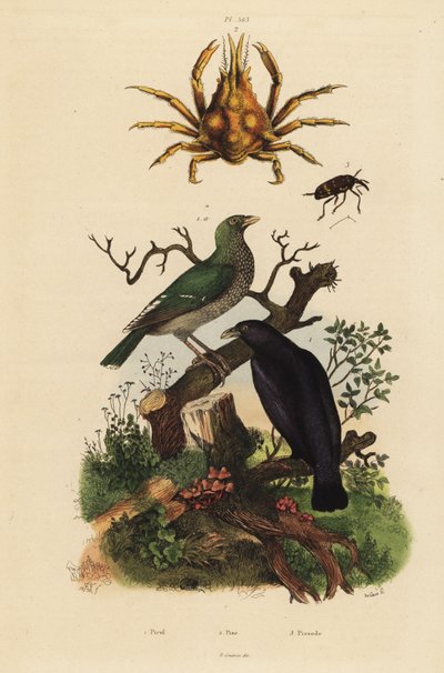 Sort oriole, Oriolus hosii 1, grøn oriole, Oriolus flavocinctus 1a, firhornet edderkoppekrabbe, Pisa tetraodon 2, snudebille, Pissodes art 3 af Unbekannt