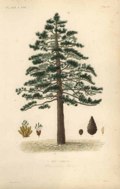 Sort fyr eller østrigsk fyr, Pinus nigra subsp af Unbekannt