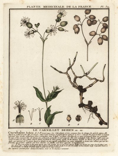 Blærecampion, Silene vulgaris. af Unbekannter Künstler