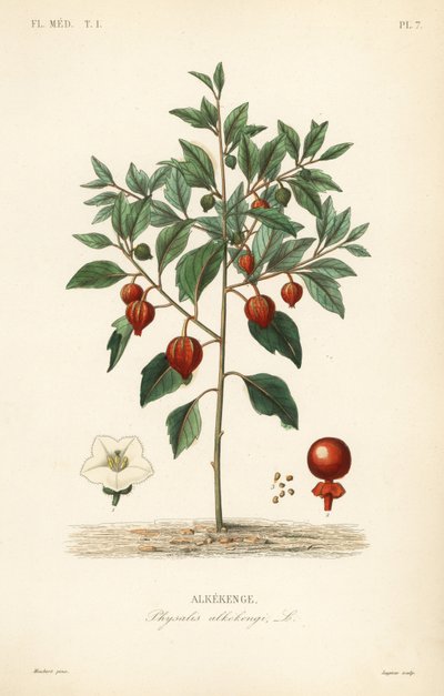 Blærekirsebær eller kinesisk lanterne, Physalis alkekengi, Alkekenge af Unbekannt
