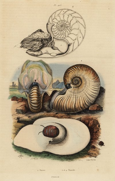 Blæremånesnegl, Neverita didyma 1, crusty nautilus, Nonion umbilicatulum 2, og chambered nautilus, Nautilus pompilius 3,4 af Unbekannt