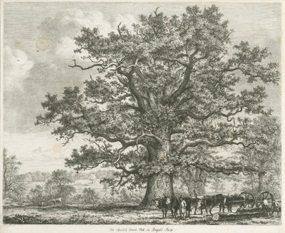 Blithfield - Squich-bank Oak: ætsning, 1824 af Unbekannt