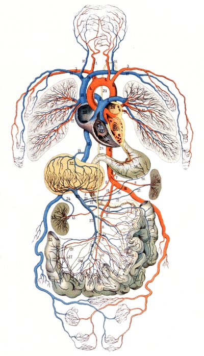 Blodcirkulation, ca. 1880 (tryk) af Unbekannter Künstler
