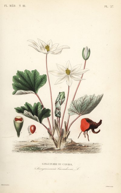 Bloderod, Sanguinaria canadensis, blodtørstige Canada af Unbekannt