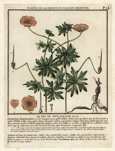 Forbandet tranenæb, Geranium sanguineum. af Unbekannter Künstler
