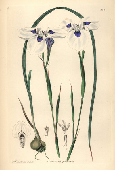 Blåøjet Uintjie eller Blouooguintjie, Moraea aristata (Ocellate viesseuxia, Vieusseuxia glaucopis). Håndkoloreret kobberstik tegnet og graveret af Frederick W. Smith fra John Lindley og Robert Sweet