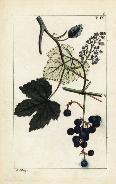 Blå druer på vin, Vitis vinifera. af Unbekannter Künstler