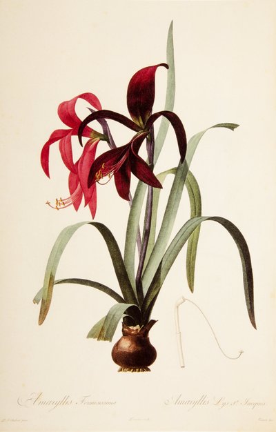 Botanisk illustration/Redoubt/Sprekelia formosissima/Saint James Lily/Jacobean Lily af William M. Timlin