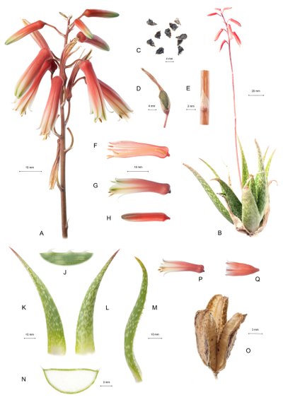 Botanisk Board/Aloe/Aloe af Unbekannt