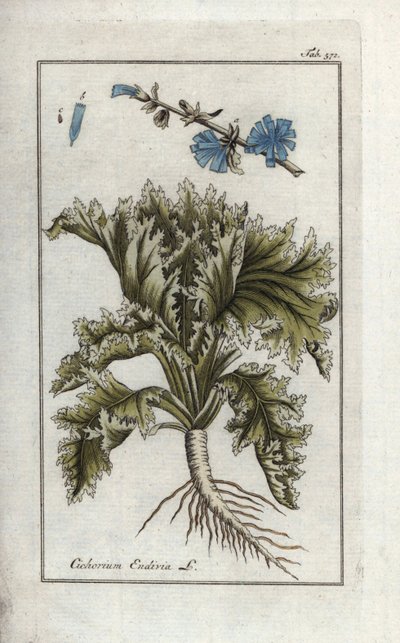 Botanisk: Endivie, Cichorium endivia. Håndkoloreret botanisk kobberstik fra Johannes Zorns "Afbeelding der Artseny-Gewassen", Jan Christiaan Sepp, Amsterdam. af Unbekannter Künstler