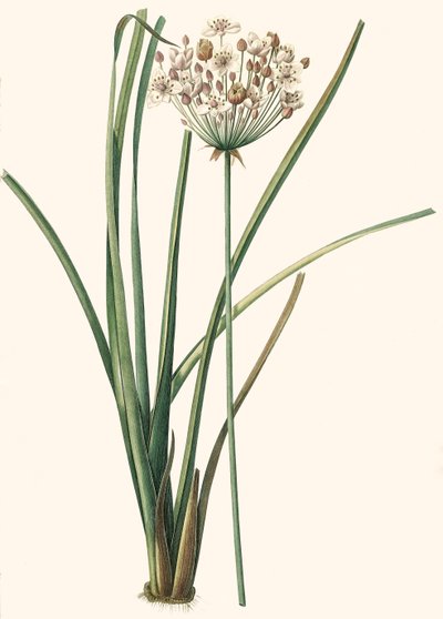 Botanisk illustration/Rdoute/Butomus umbellatus/Umbely Butome/Blomsterarmring af Unbekannt