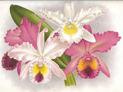 Botanisk tavle/Cattleya labiata/Lindenia af Unbekannt