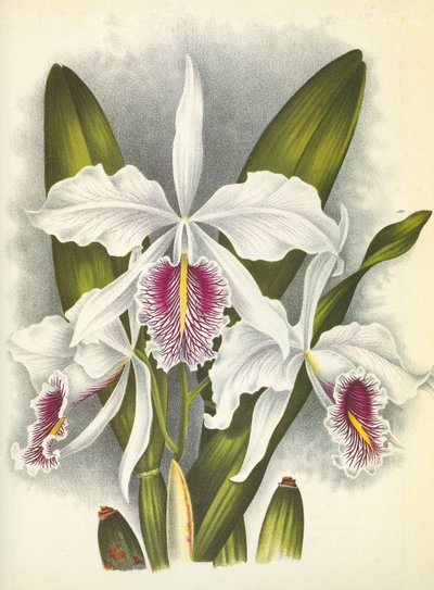 Botanisk tavle/Cattleya maxima var. Virginalis/Lindenia af Unbekannt