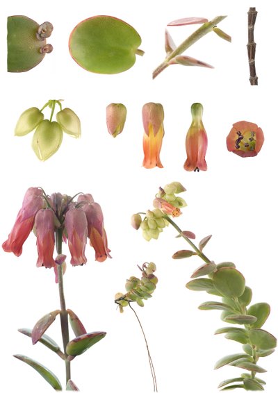 Botanische Tafel/Kalanchoe marnieriana von Unbekannt