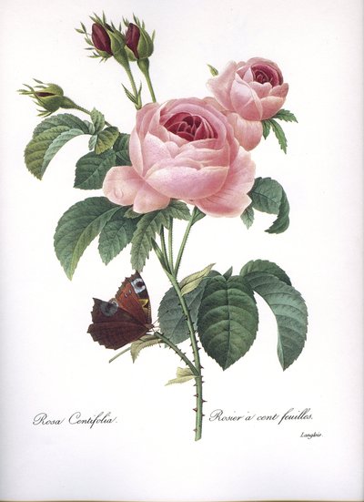 Botanisk tavle/Rosa centifolia/Pink hundrede blade/Redoubt af Unbekannt