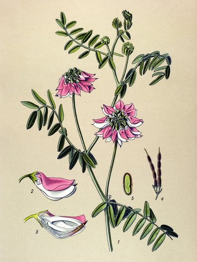 Botanisk bord, plante: Coronilla bigarree (Coronilla varia) af Unbekannter Künstler
