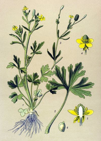 Botanisk bestyrelse. Venenous (giftig): Buttercup Scelerate eller Cellery Leaf Buttercup (Ranunculus sceleratus) af Unbekannter Künstler
