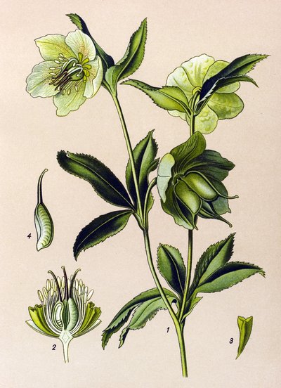 Botanisk tavle. Venenøs (giftig) og lægeplante: grøn hellebore (Helleborus viridis) af Unbekannter Künstler