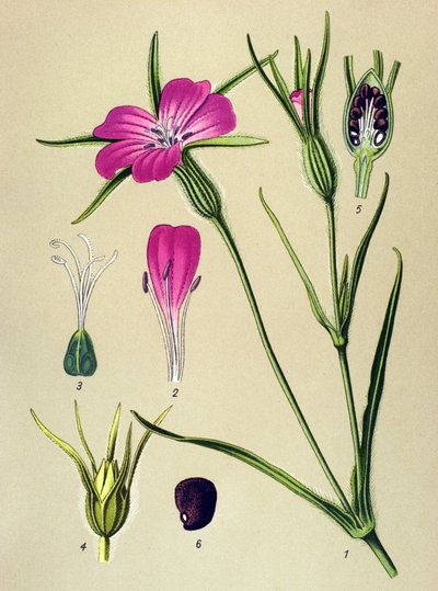 Botanisk tavle. Venenøs plante (giftig): Blew