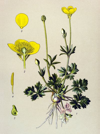 Botanisk tavle. Venenøs plante (giftig): Løg ranunkel eller gylden knop (Ranunculus bulbosus) af Unbekannter Künstler