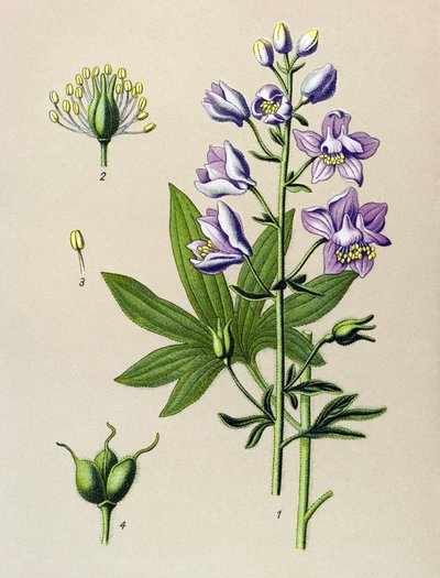 Botanisk tavle. Venenøs plante (giftig): Dolphinella staphysegar (Delphinium staphysagria) af Unbekannter Künstler