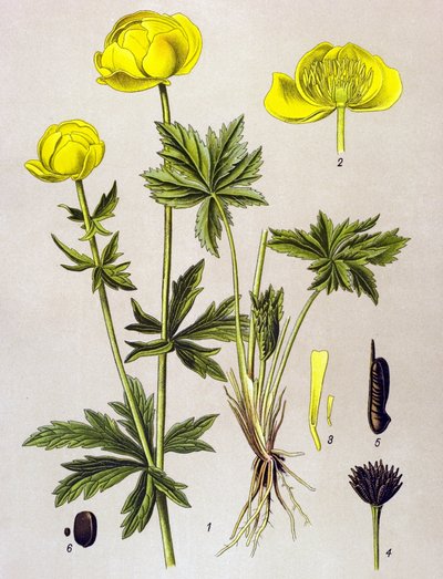 Botanisk tavle. Venenøs plante (giftig): Europæisk trold (Trollius europaeus) af Unbekannter Künstler