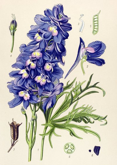 Botanisk tavle. Venenøs plante (giftig): delfinel eller lærkefødder (Delphinium grandiflorum) af Unbekannter Künstler