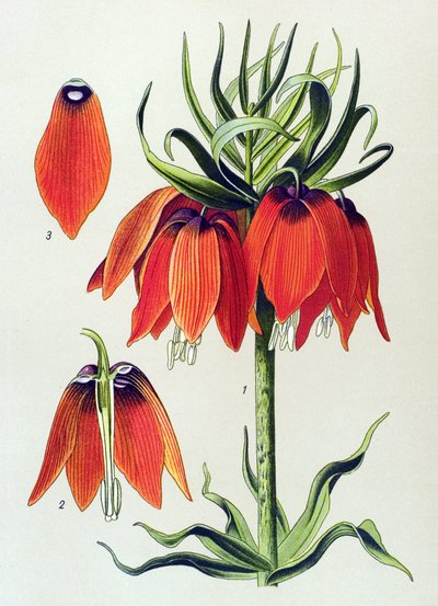 Botanisk tavle. Venenøs plante (giftig): imperiale fritillaria imperialis af Unbekannter Künstler