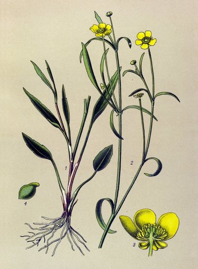 Botanisk tavle. Venøs (giftig) og lægeplante: Flamme ranunkel, lille voldgrav eller lille flamme (Ranunculus flammula) af Unbekannter Künstler