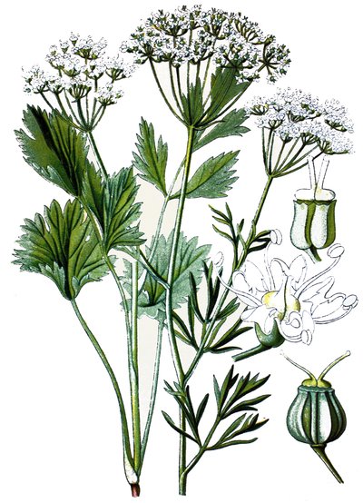 Botanisk tavle, lægeplante: anis, kromolitografi omkring 1870. af Unbekannter Künstler