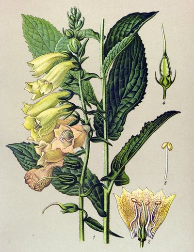 Botanisk tavle, plante: Storblomstret digital (Digitalis grandiflora) af Unbekannter Künstler