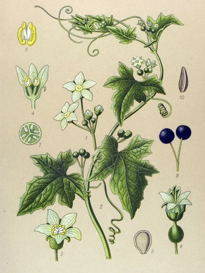 Botanisk bord, plante: Bryone (Bryonia alba) af Unbekannter Künstler