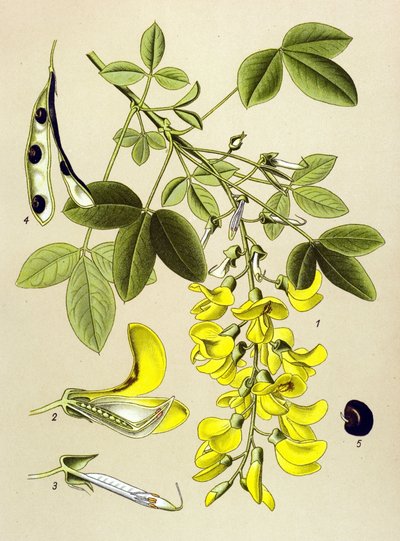 Botanisk bord, plante: almindelig blærebetændelse eller falsk ibenholt (Cytisus Laburnum) af Unbekannter Künstler