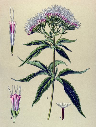 Botanisk tavle, plante: Eupatorium med hampblade (Eupatorium cannabinum) af Unbekannter Künstler