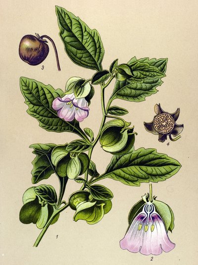 Botanisk bord, plante: Perou-pære eller Perou-æble (Nicandra physaloides) af Unbekannter Künstler