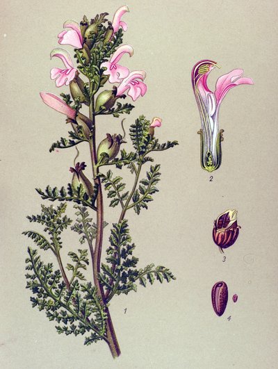 Botanisk tavle, plante: Sumppedikulær (Pedicularis palustris) af Unbekannter Künstler