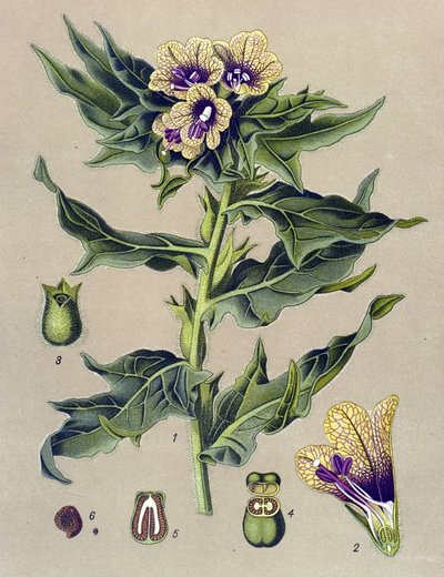 Botanisk bord, plante: sort kant (Hyoscyamus niger) af Unbekannter Künstler