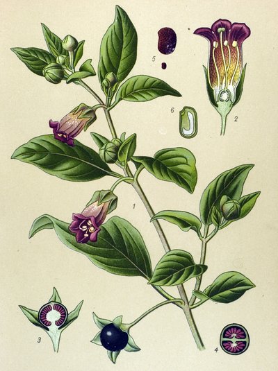 Botanisk bord, plante af La belladonna (Atropa belladonna) af Unbekannter Künstler