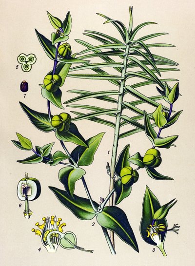 Botanisk bord, giftig og medicinsk plante: Euphorbia epurge (Euphorbia lathyris) af Unbekannter Künstler