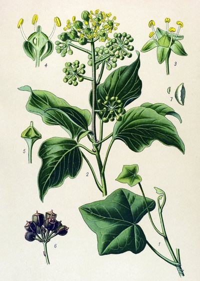 Botanisk bord, giftig og medicinsk plante: klatrende efeu eller almindelig efeu (Hedera helix) af Unbekannter Künstler