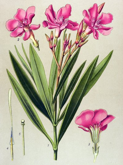 Botanisk bord, veneøs (giftig) og medicinsk plante: pink laurbærblad (Nerium oleander) af Unbekannter Künstler