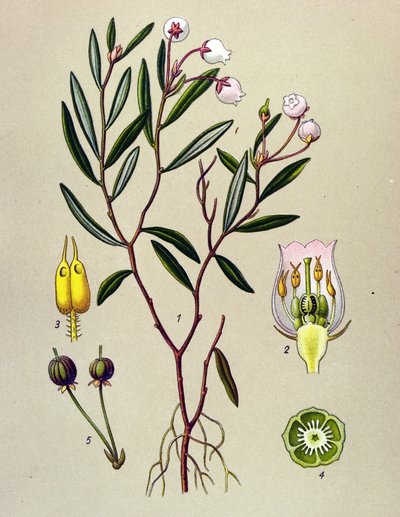 Botanisk bord, giftig plante (giftig): Andromeda har poloniumblade (Andromeda polifolia) af Unbekannter Künstler
