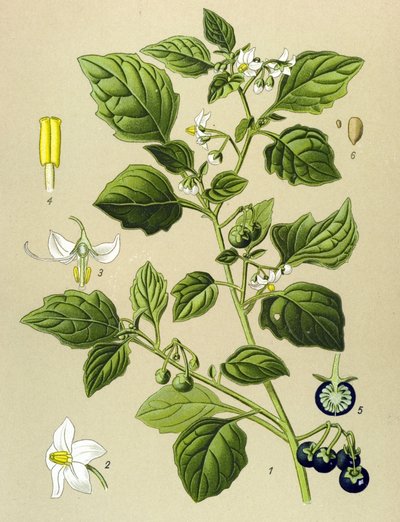 Botanisk bord, venenøs plante (giftig): Sort natskygge (Solanum nigrum) af Unbekannter Künstler