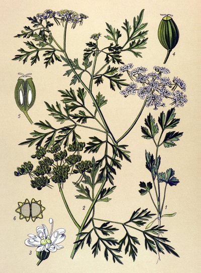 Botanisk bord, giftig plante (giftig): Hundepersille eller falsk persille (Aethusa cynapium) af Unbekannter Künstler