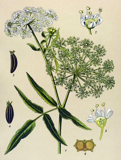 Botanisk bord, venenøs plante (giftig): Great Berle (Sium latifolium) af Unbekannter Künstler