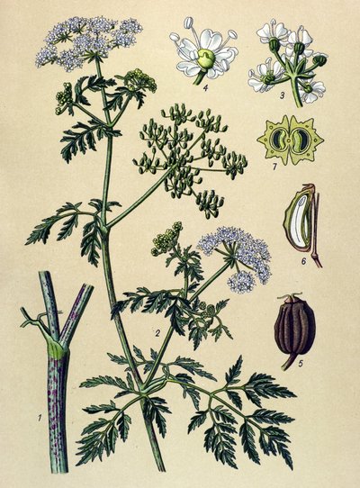 Botanisk bord, venenøs plante (giftig): Hemlock (Conium maculatum) af Unbekannter Künstler