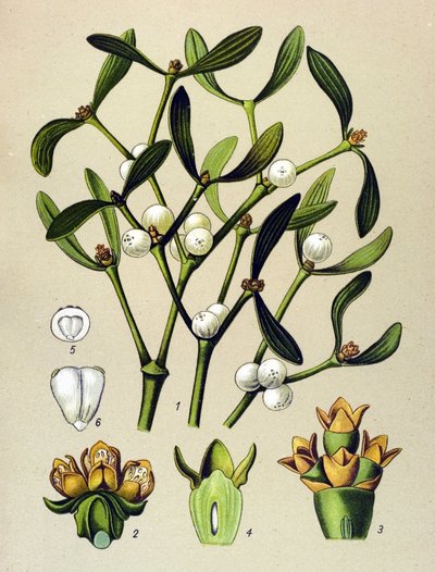 Botanisk bord, venenøs plante (giftig): Bladmistelten (Viscumalbum) af Unbekannter Künstler